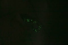 Gurt 60 mm  GT-68  Teke GLow